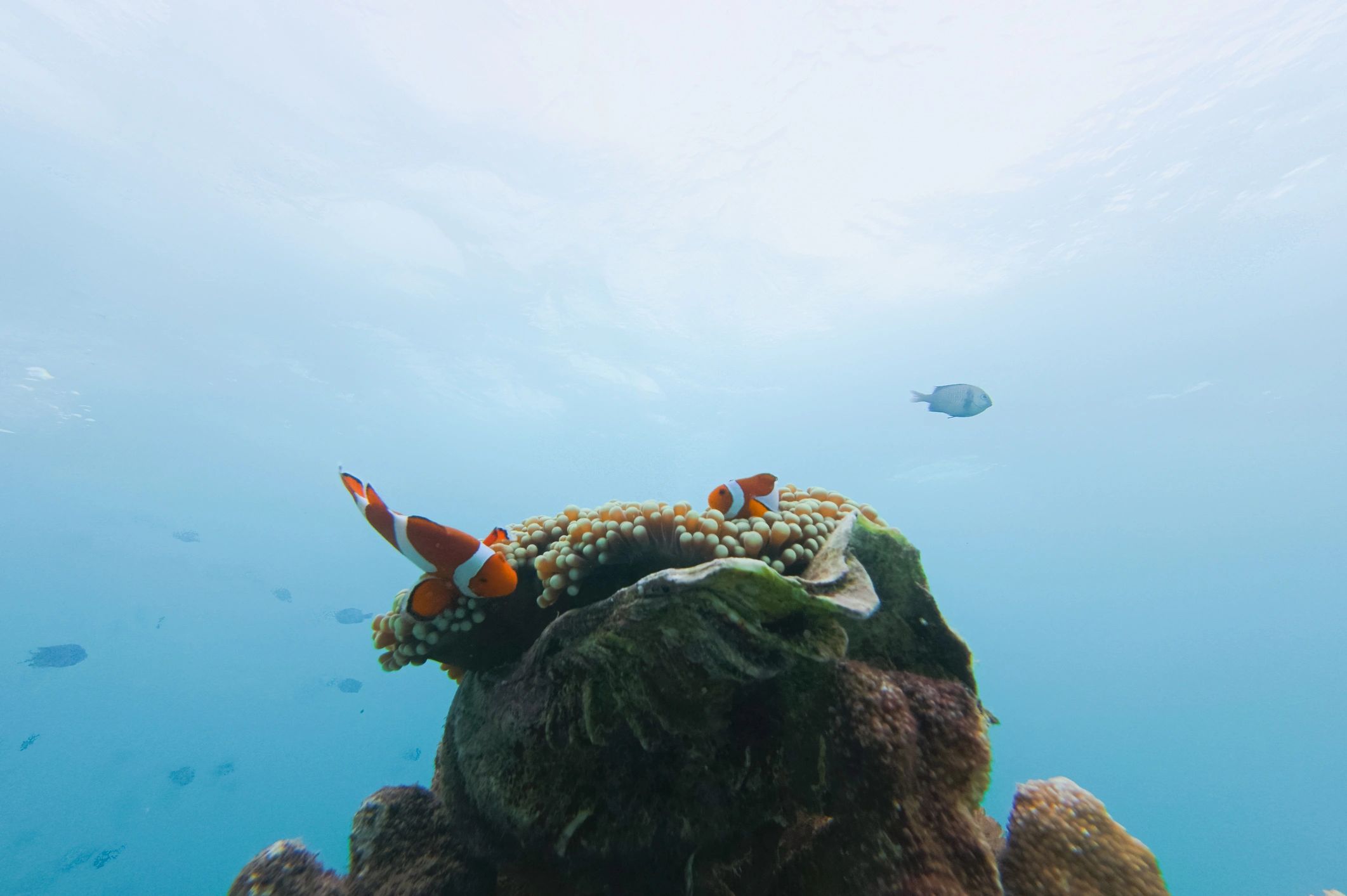 Colorful coral reef scene representing snorkeling adventures
