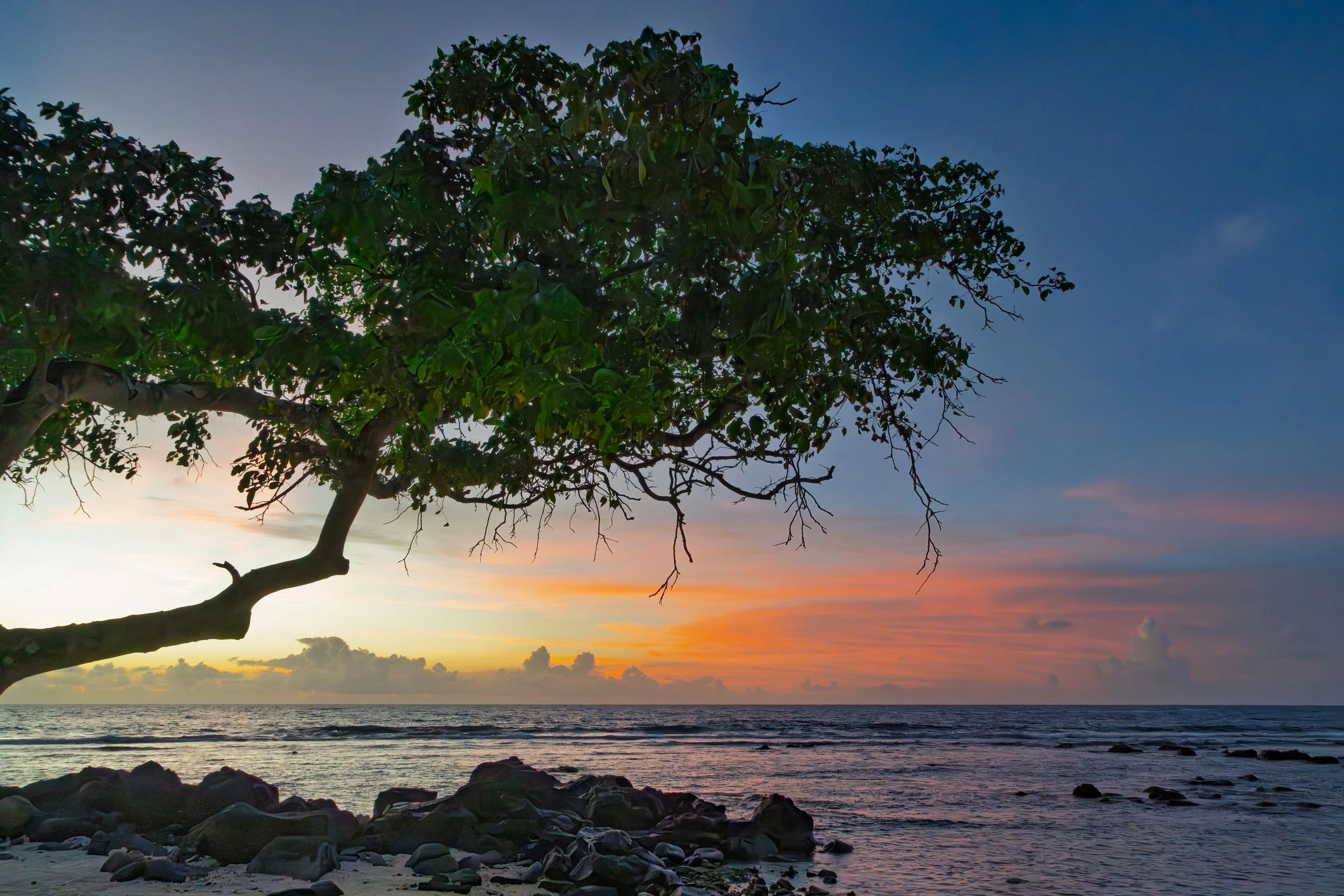 Beach sunset with tree silhouette