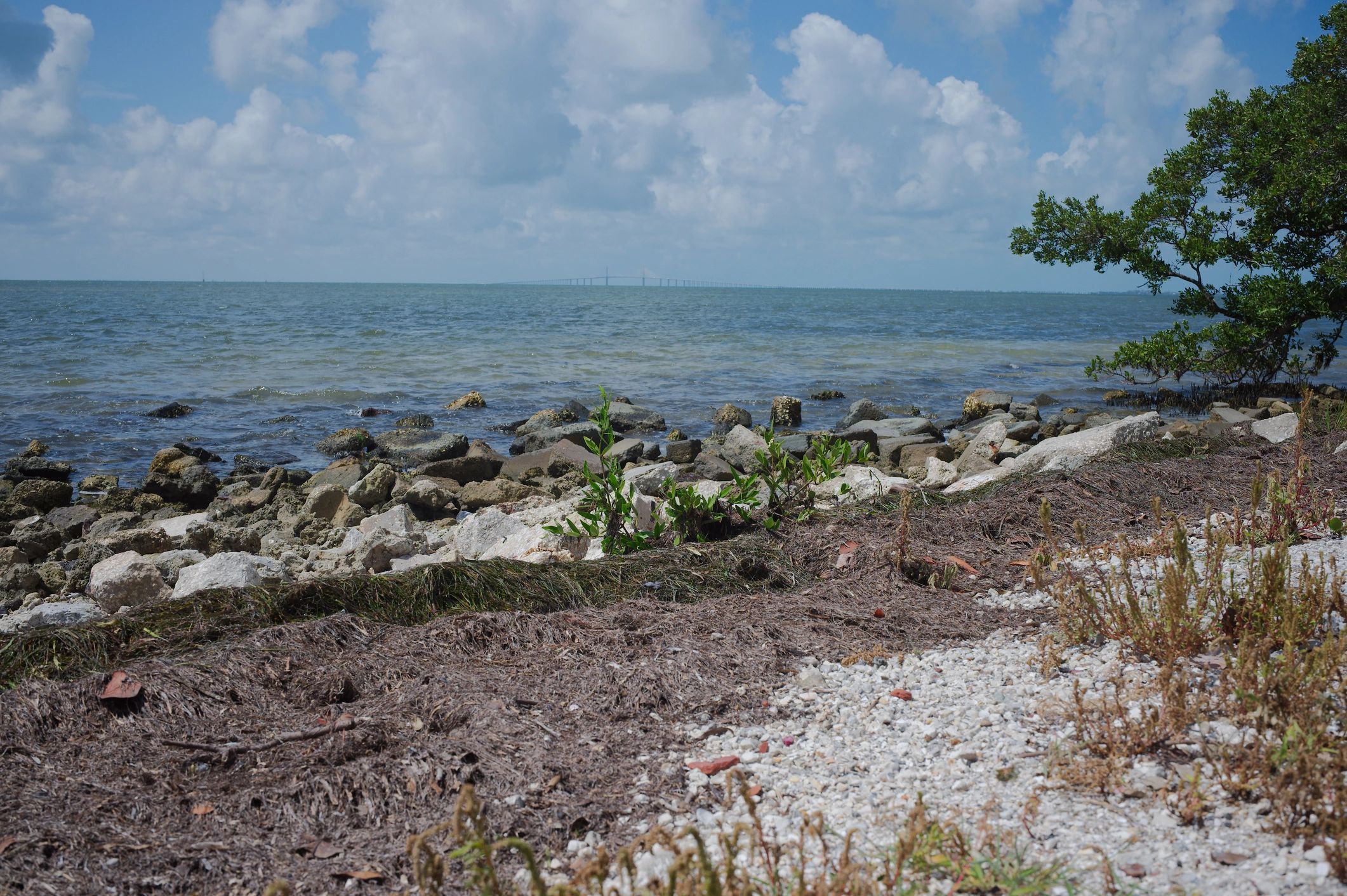 Florida shoreline with coastal vegetation and calm water